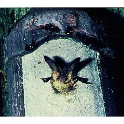 Flagermusredekasse, universel