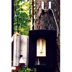 Flagermusredekasse, helrskasse, overvintring