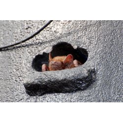 Flagermusredekasse, helrskasse, overvintring