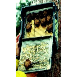 Flagermusredekasse 1FF