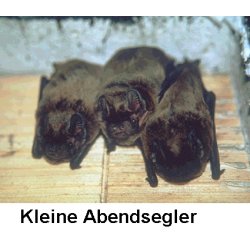 Flagermusredekasse 1FF