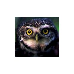 Kirkeugleredekasse med mr-/kattebeskyttelse og ventilation