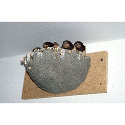 Landsvaleredekasse - ben top