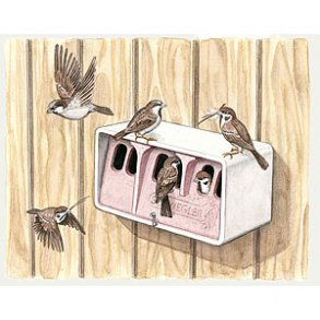 Grspurvekoloni, grspurvehus